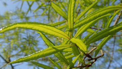 Quercus phellos - dub čárkolistý